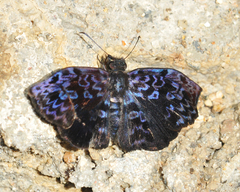 Cycloglypha caeruleonigra