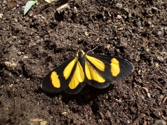 Cyllopodini