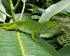 Anolis biporcatus