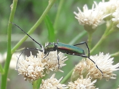 Cerambycidae