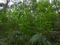 Pimelea axiflora
