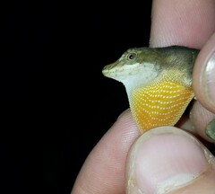Anolis yoroensis