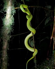 Bothriechis guifarroi