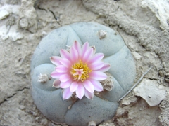 Lophophora williamsii