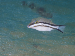 Canthigaster callisterna