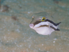 Canthigaster callisterna