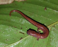 Nototriton tomamorum