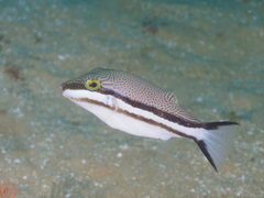 Canthigaster callisterna
