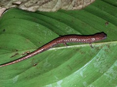 Nototriton tomamorum