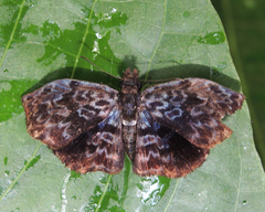 Cycloglypha thrasibulus