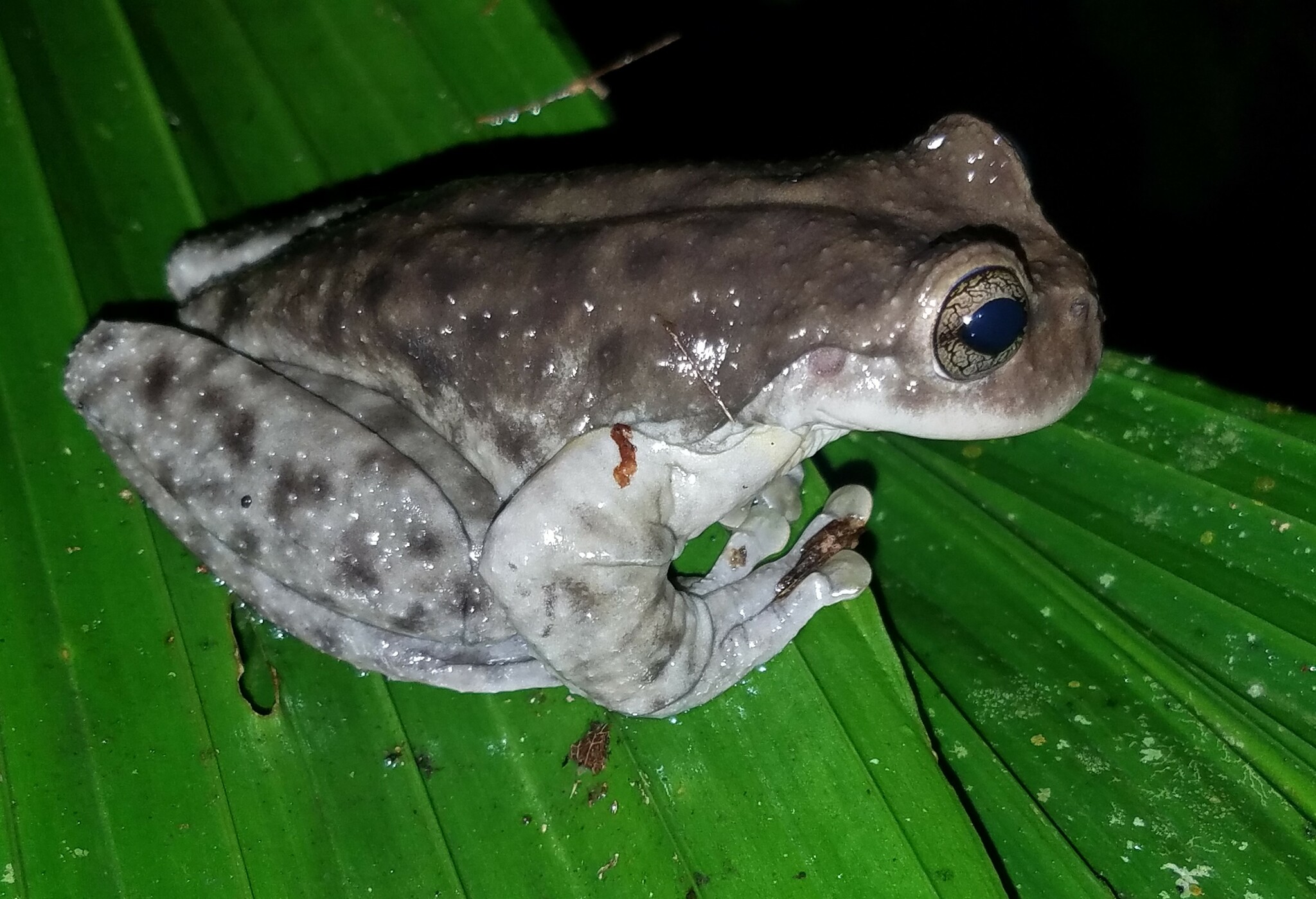 Golden-Sided Spikethumb Frog photo 3
