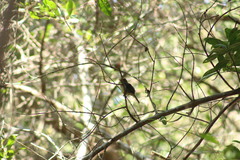 Empidonax occidentalis