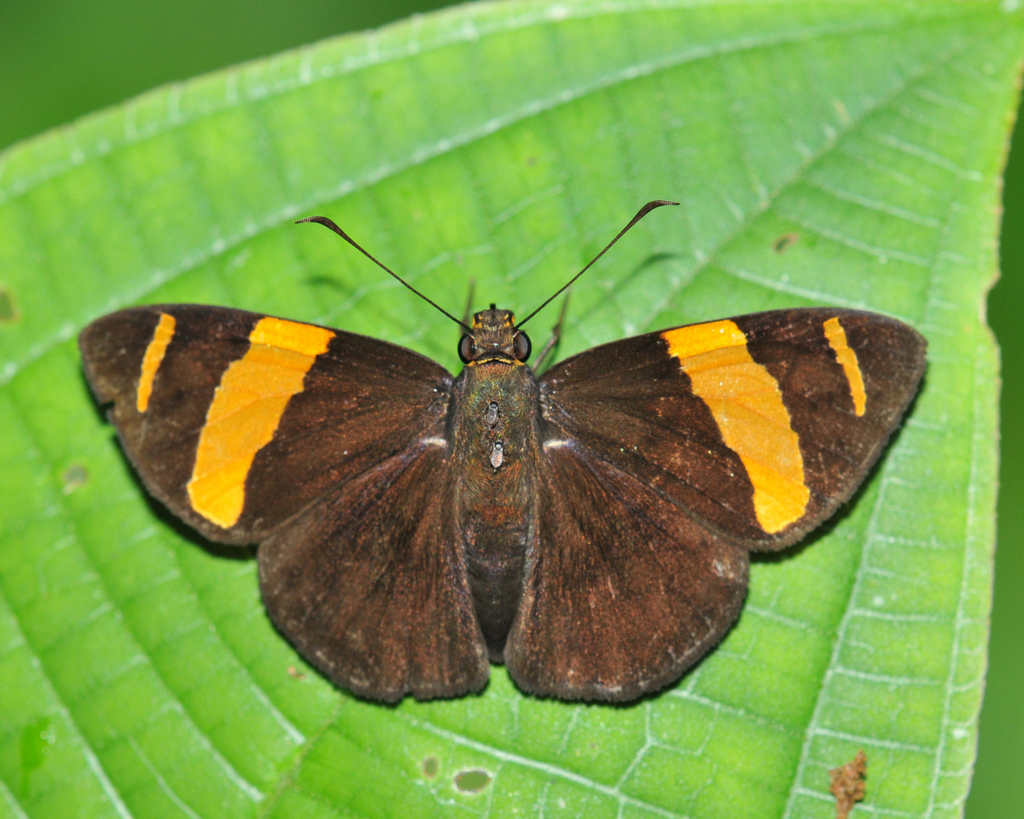 Celaenorrhinus suthina