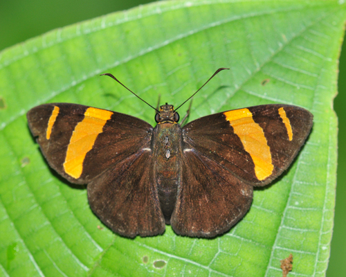Celaenorrhinus suthina