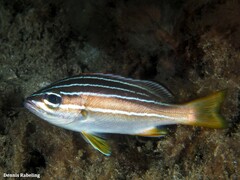 Parapristipoma octolineatum