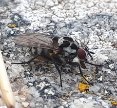 Anthomyia pluvialis