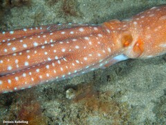 Callistoctopus macropus
