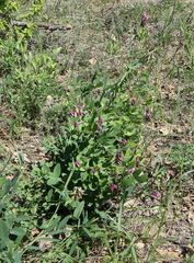 Lathyrus pisiformis