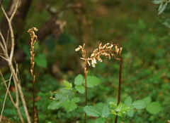Gastrodia procera