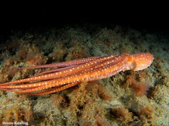 Callistoctopus macropus