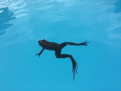 Leptodactylus luctator