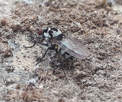 Anthomyia pluvialis