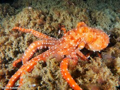Callistoctopus macropus