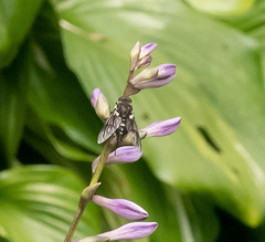 Scaptia adrel