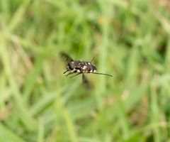 Scaptia adrel
