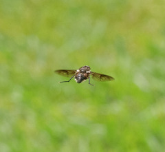 Scaptia adrel