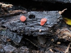 Lycogala epidendrum