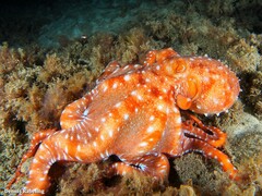 Callistoctopus macropus
