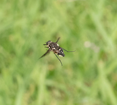 Scaptia adrel