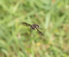 Scaptia adrel