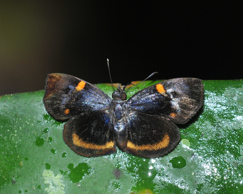 Charidia lucaria
