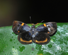 Charidia lucaria