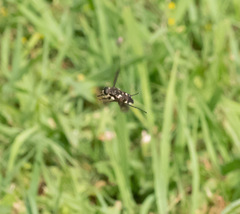 Scaptia adrel