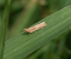 Eutorna symmorpha