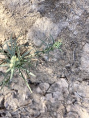 Oligomeris linifolia