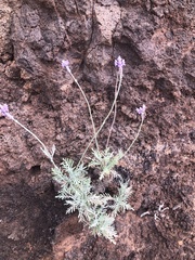 Lavandula buchii