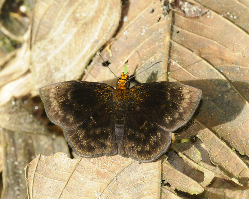 Copper-headed Sootywing
