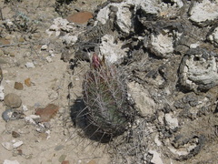 Thelocactus bicolor bicolor