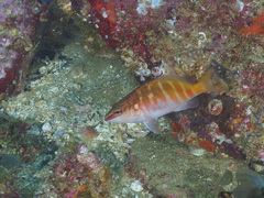 Hypoplectrodes maccullochi