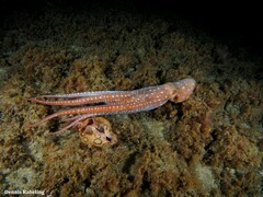 Callistoctopus macropus