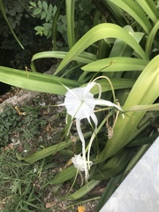 Hymenocallis