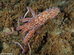 Callistoctopus macropus