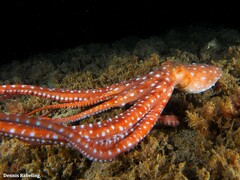 Callistoctopus macropus