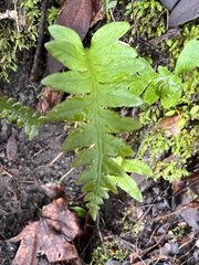 Polypodium