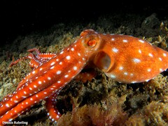 Callistoctopus macropus