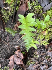 Polypodium